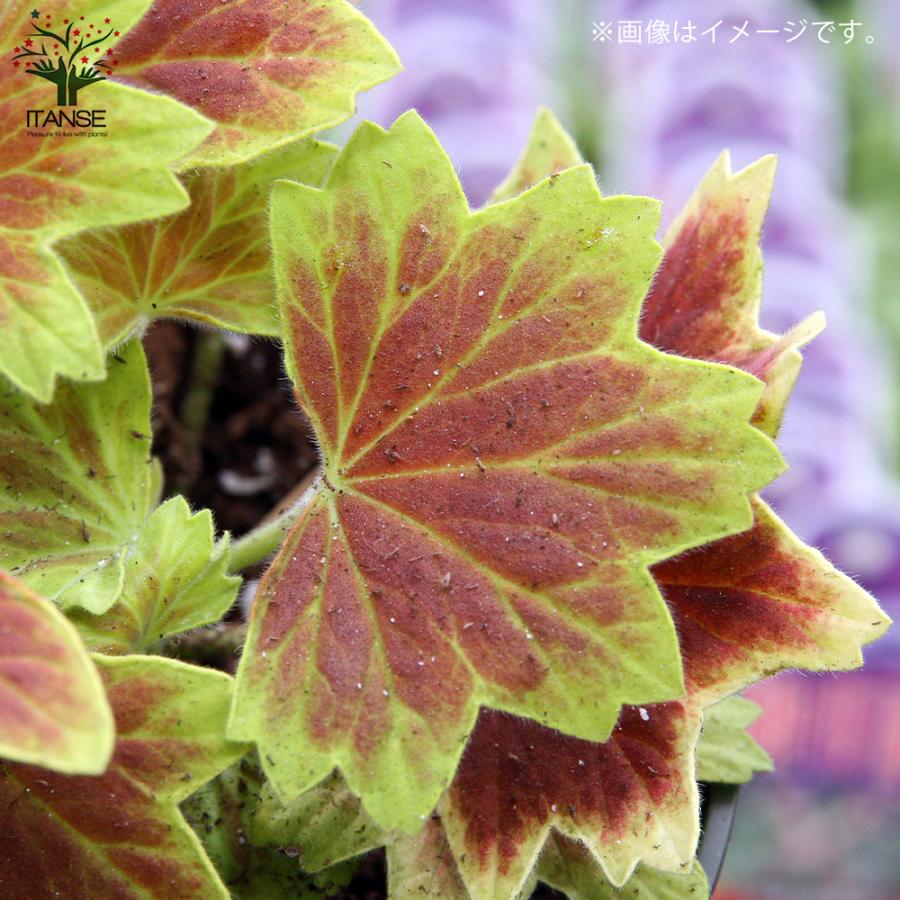 ITANSE もみじ葉ゼラニューム 花苗 3.5号ポット苗 1個売り 花の苗