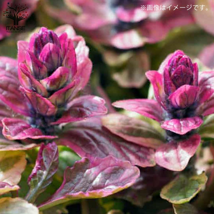 ITANSE アジュガ バーガンディーグロー 花苗 グランドカバー/多年草 3