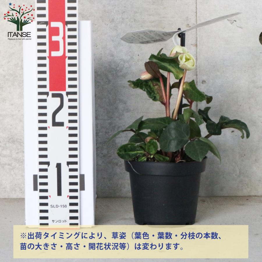 ITANSE クリスマスローズ マーロン 4.5号 1個売り 花苗 花の苗 ITANSE クリスマスローズ マーロン 4.5号 1個売り 花苗 花の苗