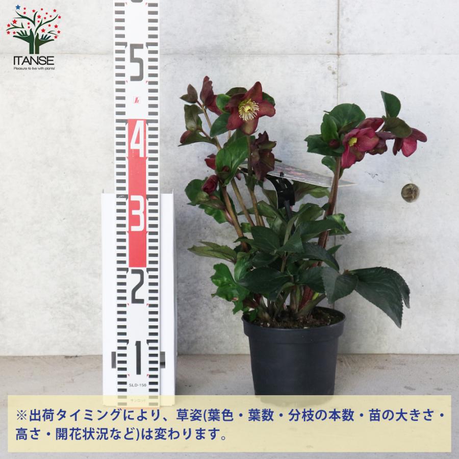 ITANSE クリスマスローズ HGC 氷の薔薇 レッド 4.5~5号ポット苗 1個