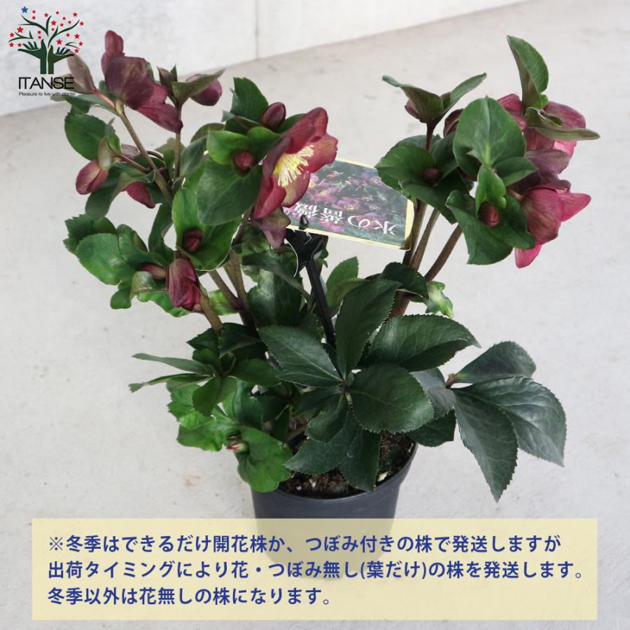 ITANSE クリスマスローズ HGC 氷の薔薇 レッド 5号ポット苗 1個売り