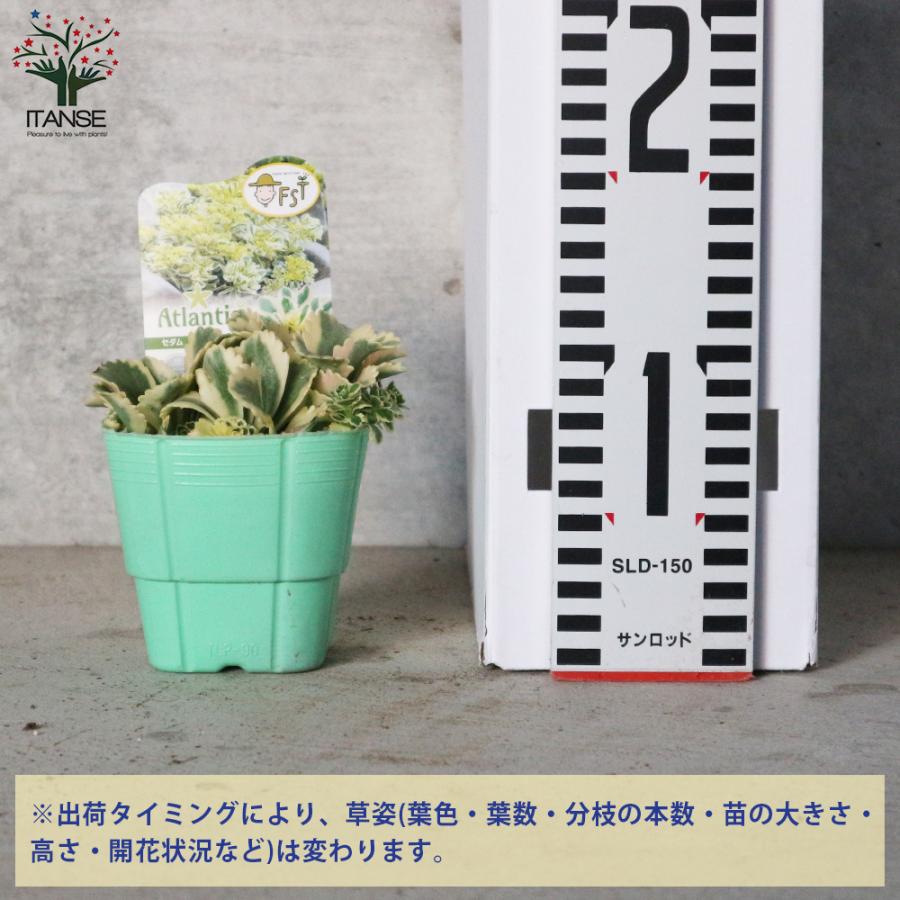 ITANSE セダム アトランティス 多肉植物 3号ポット苗 お買い得2個