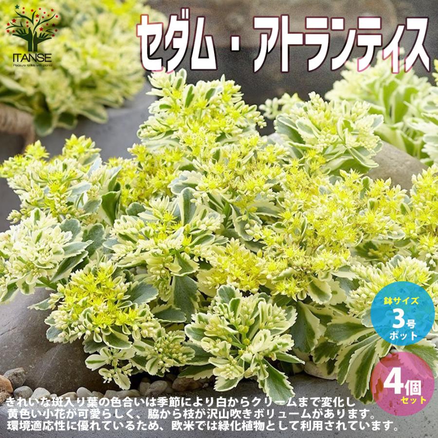 セダム アトランティス 多肉植物 3号ポット苗 お買い得4個セット インテリア オブジェ 新生活 プレゼント 贈答 送料無料 アウトレット