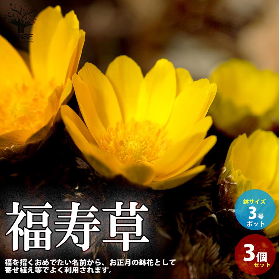 福寿草 フクジュソウ 花苗 3号ポット お買い得3個セット 花の苗 イングリッシュガーデン フラワーガーデン 送料無料 Han 野菜苗 植物 青果物販売のitanse 通販 Yahoo ショッピング