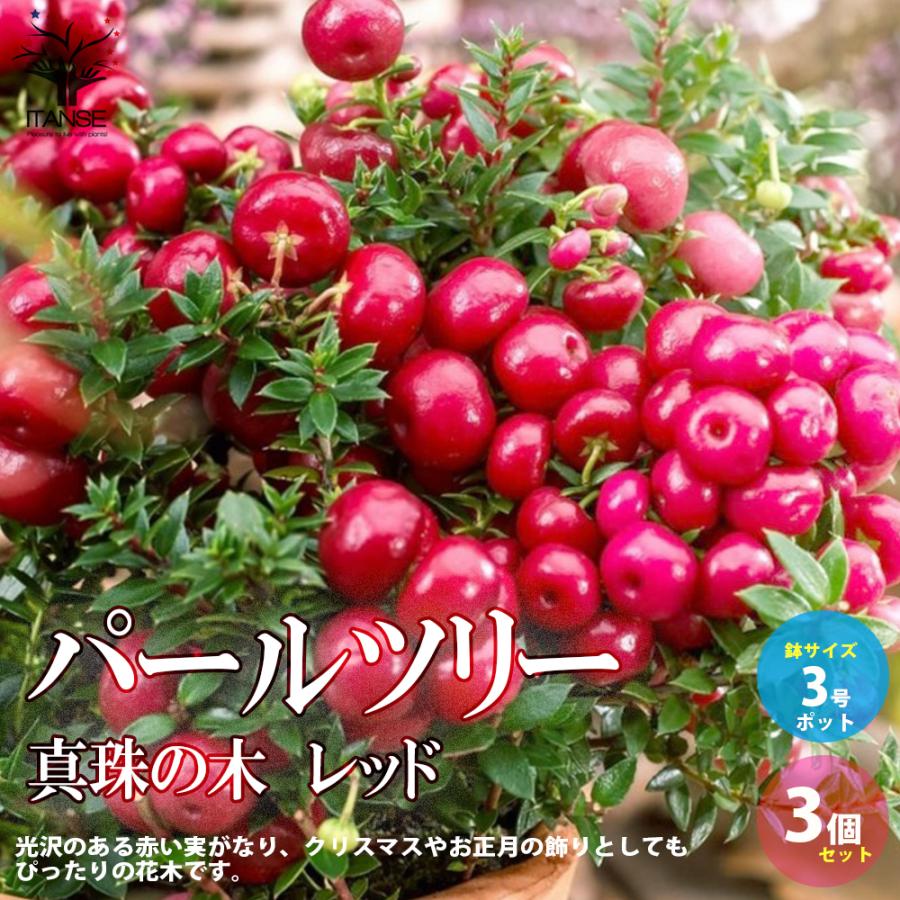 パールツリー 真珠の木 レッド 庭木 花木 低木 3号ポット苗 お買い得3個セット 植木 観賞用 送料無料 Han 野菜苗 植物 青果物販売のitanse 通販 Yahoo ショッピング