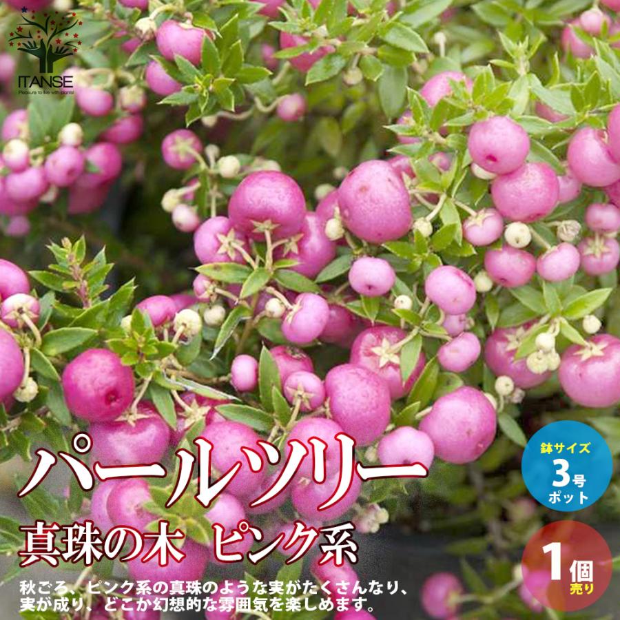 パールツリー 真珠の木 ピンク系 庭木 花木 低木 3号ポット苗 1個売り 植木 観賞用 送料無料 Han 野菜苗 植物 青果物販売のitanse 通販 Yahoo ショッピング