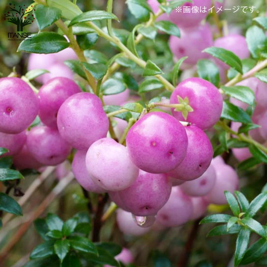 パールツリー 真珠の木 ピンク系 庭木 花木 低木 3号ポット苗 お買い得2個セット 植木 観賞用 送料無料 Han 野菜苗 植物 青果物販売のitanse 通販 Yahoo ショッピング