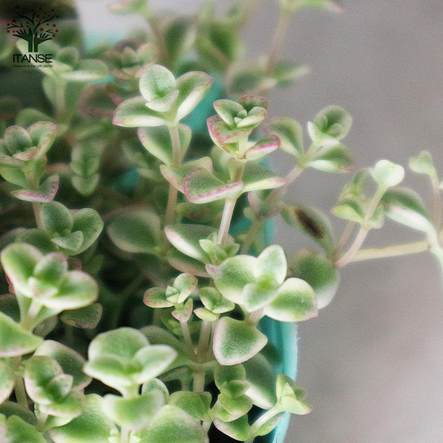 1199円 安い セダム リトルミッシー 3号ポット苗 花苗 多肉植物 グランドカバー お買い得6個セット 送料無料