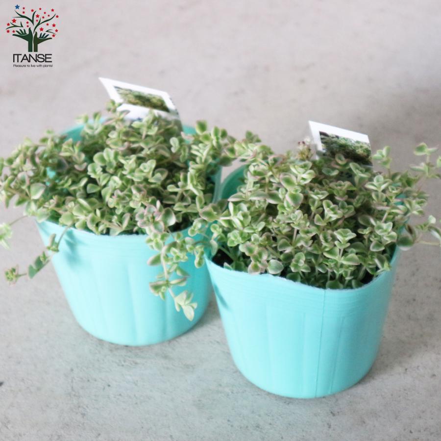 お得なキャンペーンを実施中 セダム リトルミッシー 3号ポット苗 花苗 多肉植物 グランドカバー お買い得2個セット 送料無料 Wantannas Go Id