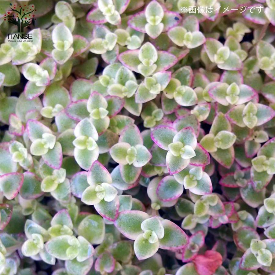 1199円 安い セダム リトルミッシー 3号ポット苗 花苗 多肉植物 グランドカバー お買い得6個セット 送料無料
