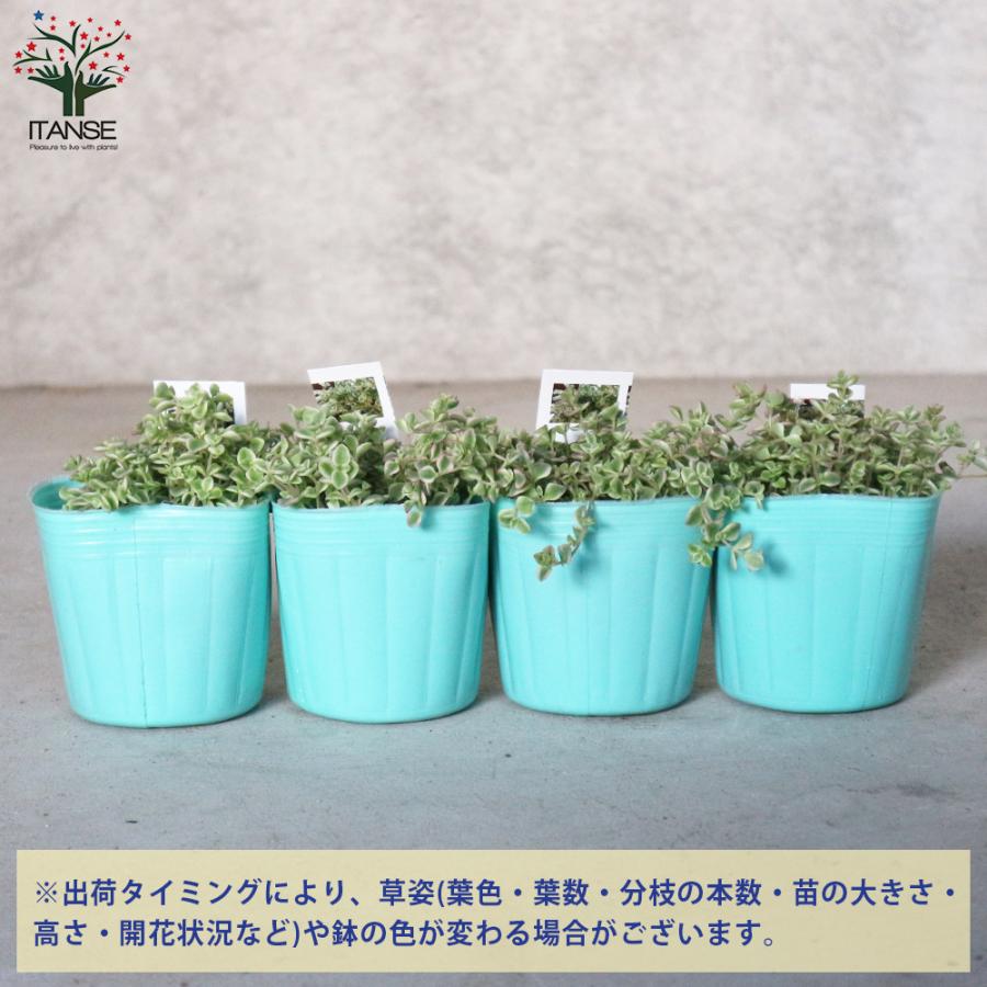 1199円 安い セダム リトルミッシー 3号ポット苗 花苗 多肉植物 グランドカバー お買い得6個セット 送料無料