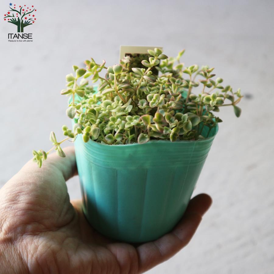 1199円 安い セダム リトルミッシー 3号ポット苗 花苗 多肉植物 グランドカバー お買い得6個セット 送料無料