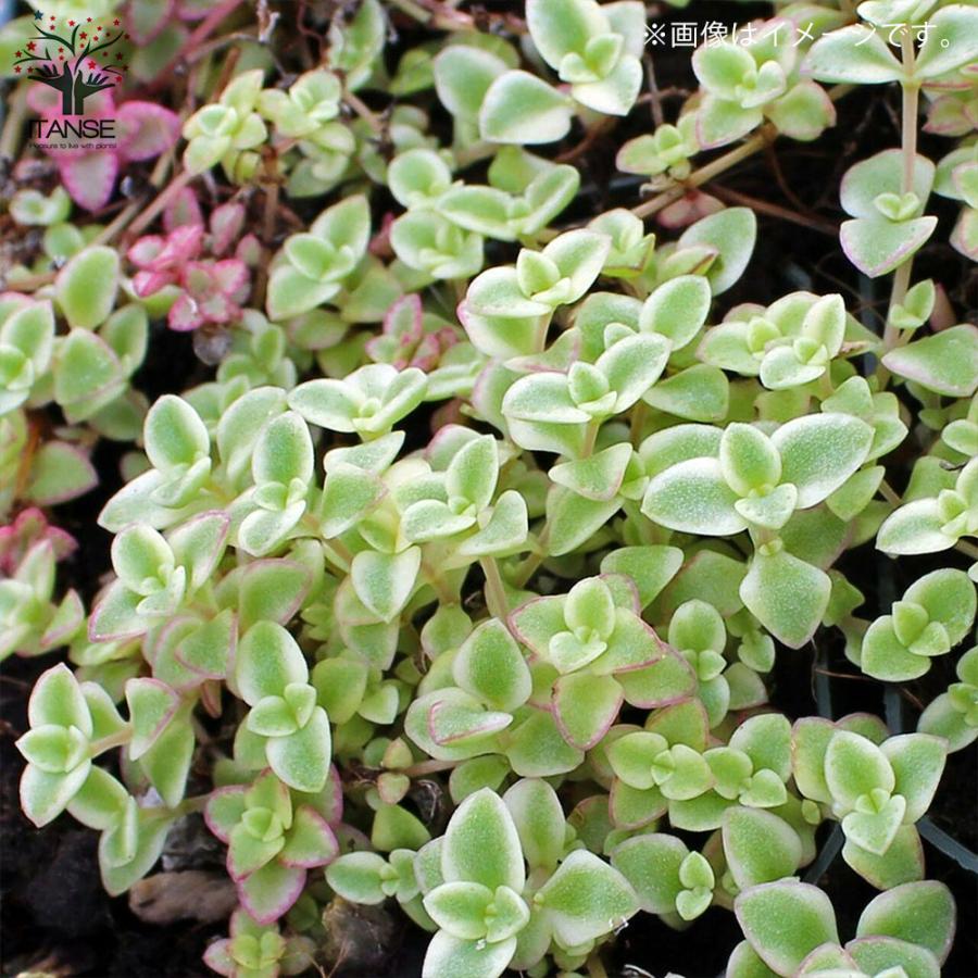 ITANSE セダム ・リトルミッシー 2.5〜3号ポット苗 花苗 多肉植物