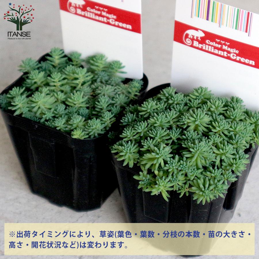 ITANSE セダム ・パリダム 多肉植物 グランドカバー 3号ポット苗