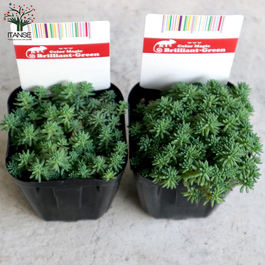 ITANSE セダム ・パリダム 多肉植物 グランドカバー 3号ポット苗