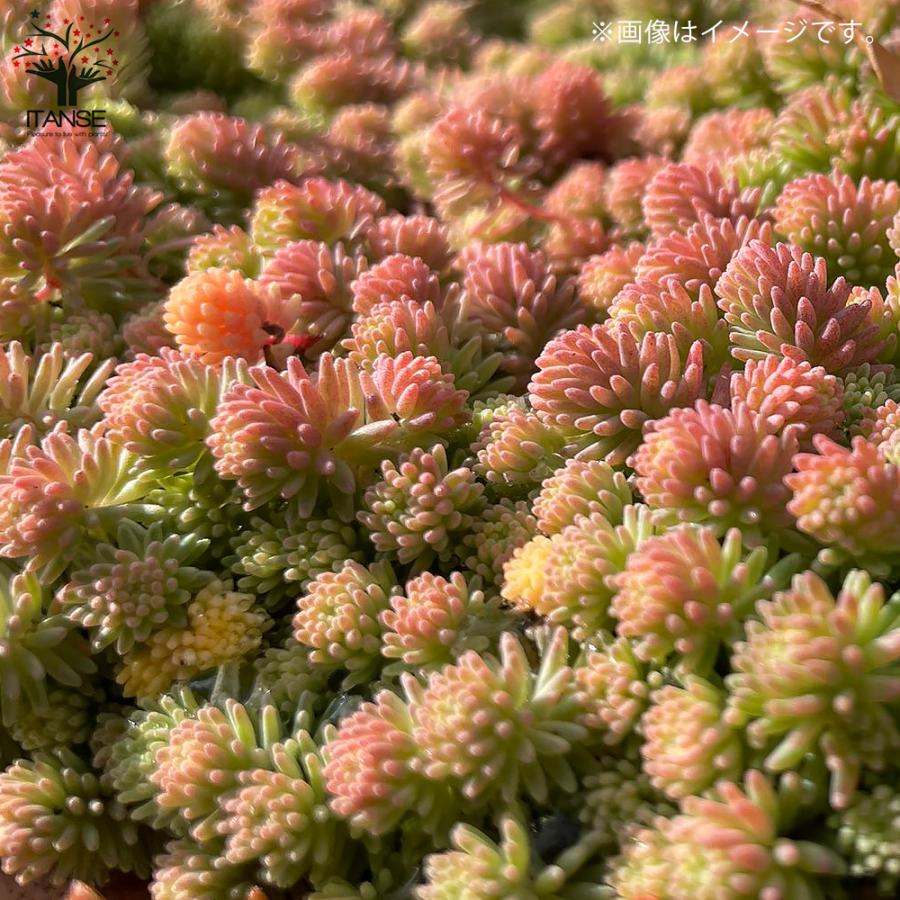ITANSE セダム ・パリダム 多肉植物 グランドカバー 3号ポット苗