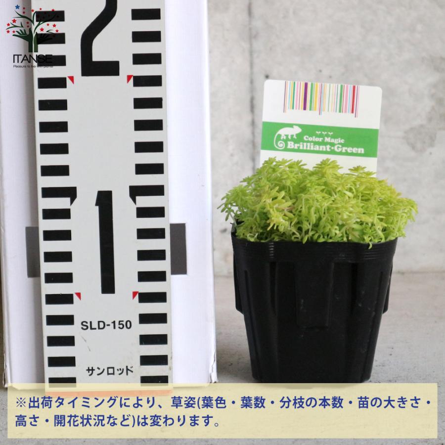 ITANSE セダム・黄金細葉マンネングサ 多肉植物 グランドカバー 2.5〜3