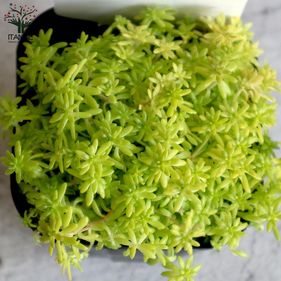 ITANSE セダム・黄金細葉マンネングサ 多肉植物 グランドカバー 2.5〜3