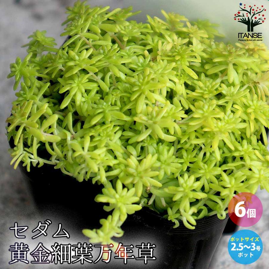 ITANSE セダム・黄金細葉マンネングサ 多肉植物 グランドカバー 2.5〜3