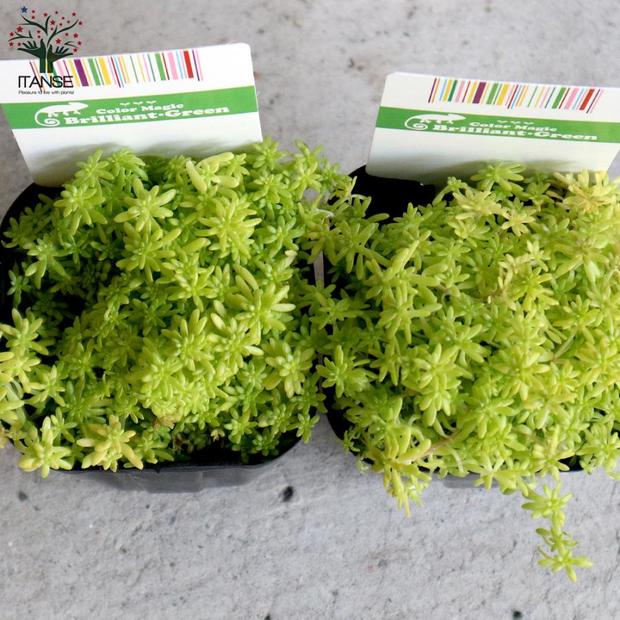 セダム　細葉万年草 楽天市場】【当店農場生産】多肉植物 セダム（極細葉） モリムラ万年草