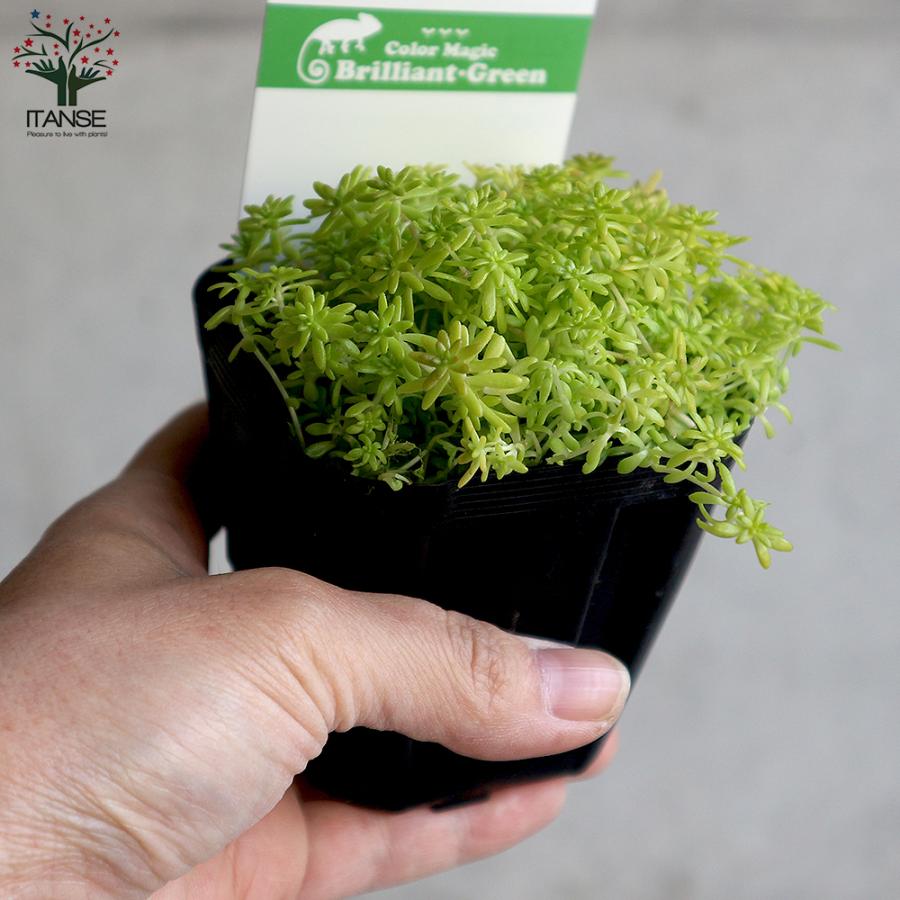 ITANSE セダム・黄金細葉マンネングサ 多肉植物 グランドカバー 2.5〜3