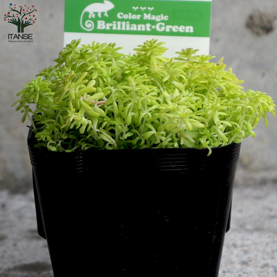 ITANSE セダム・黄金細葉マンネングサ 多肉植物 グランドカバー 2.5〜3