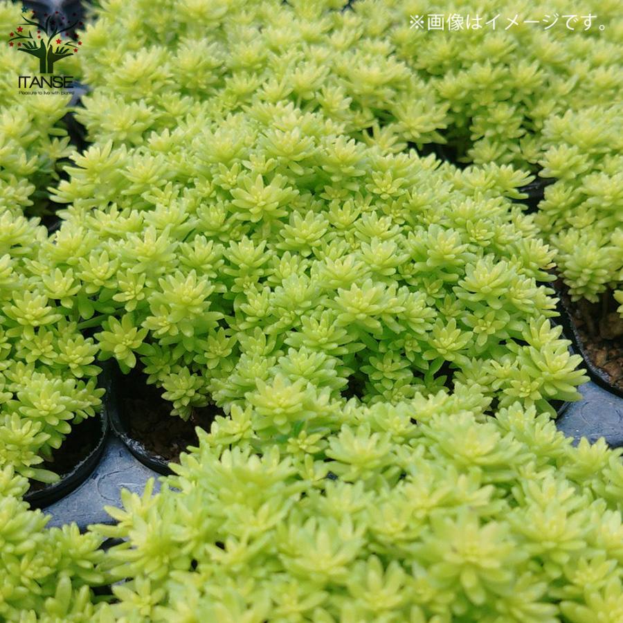 ITANSE セダム・黄金細葉マンネングサ 多肉植物 グランドカバー 2.5〜3