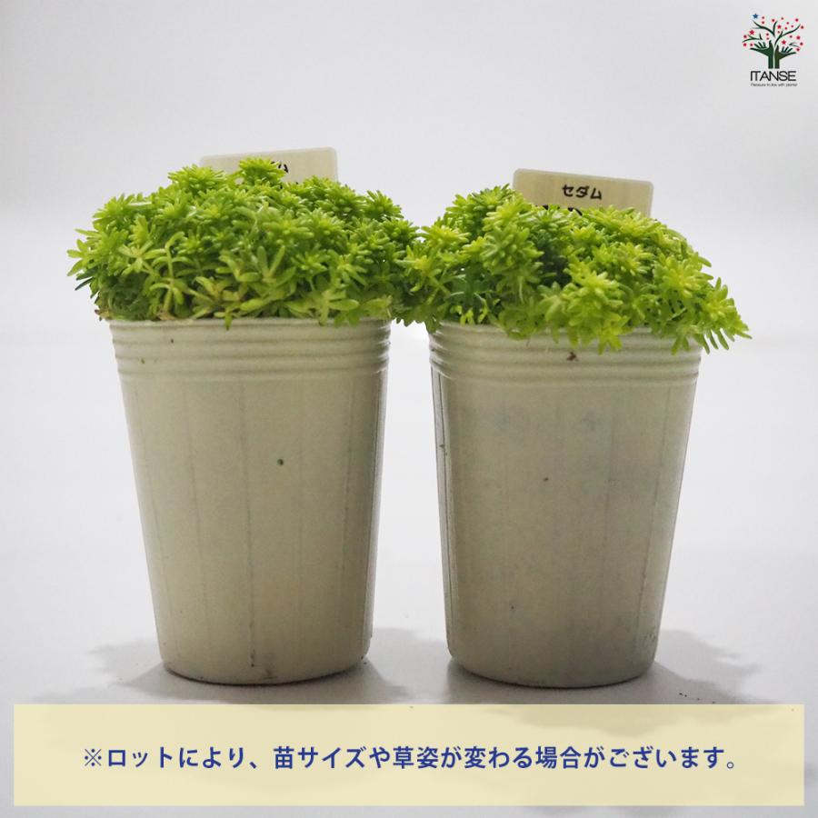 ITANSE セダム・黄金細葉マンネングサ 多肉植物 グランドカバー 2.5〜3