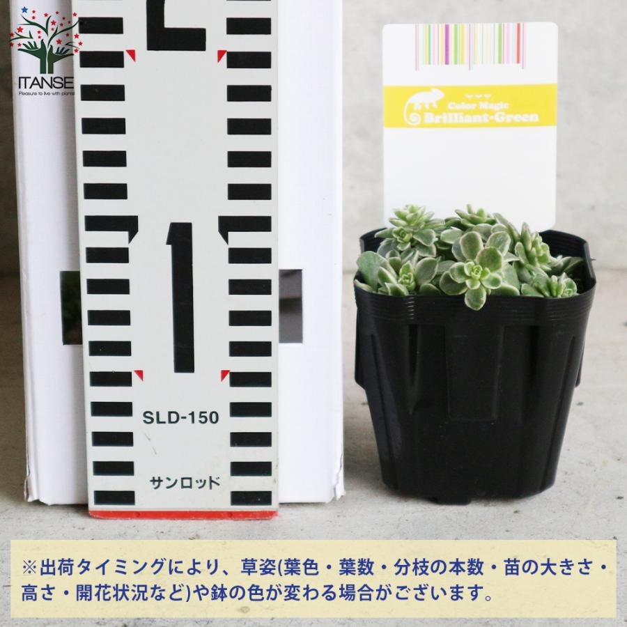 ITANSE セダム ・斑入り丸葉マンネングサ 花苗 多肉植物/グランド