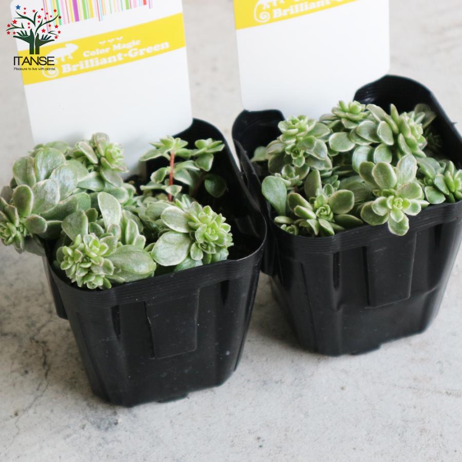 ITANSE セダム ・斑入り丸葉マンネングサ 花苗 多肉植物/グランド
