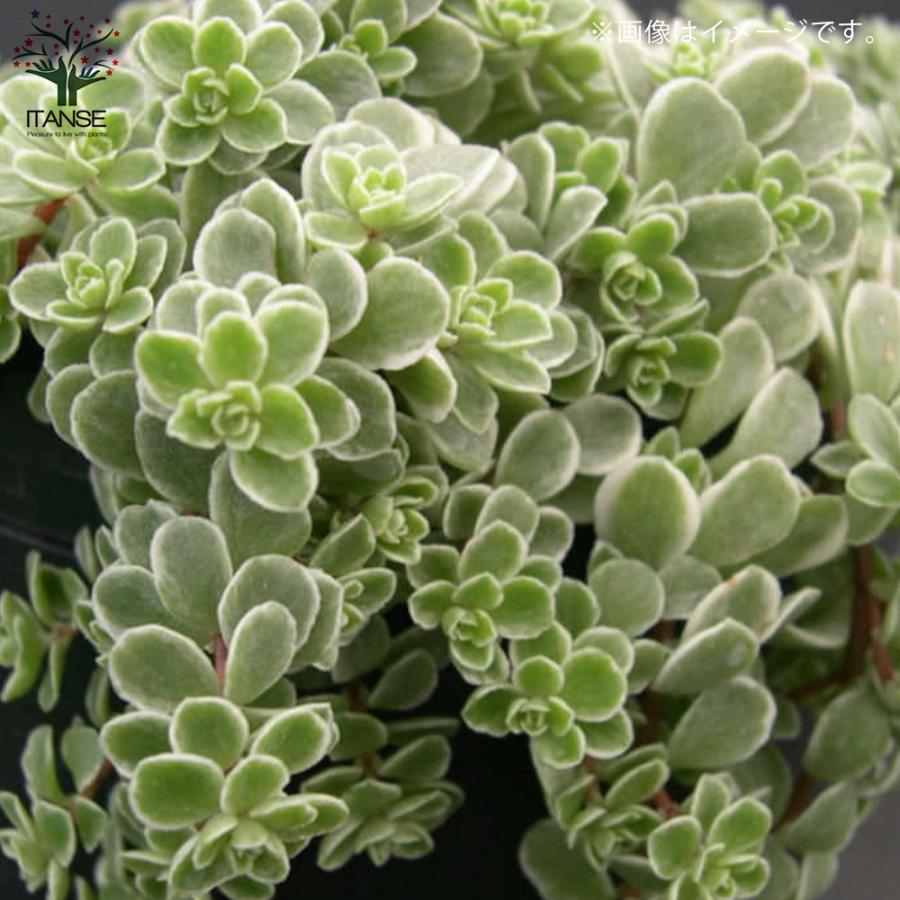 ITANSE セダム ・斑入り丸葉マンネングサ 花苗 多肉植物/グランド
