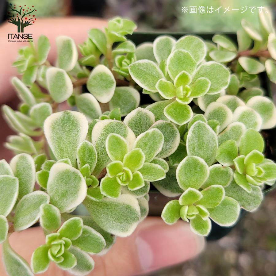 ITANSE セダム ・斑入り丸葉マンネングサ 花苗 多肉植物/グランド