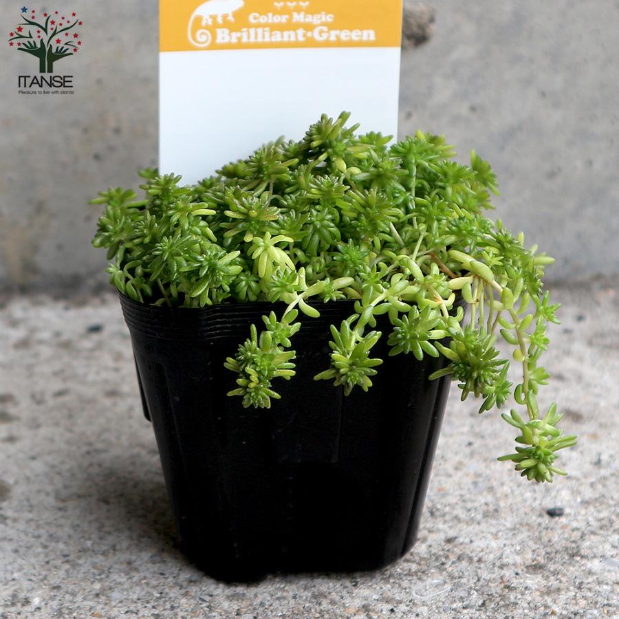 即納！最大半額！ 多肉植物 セダム グランドカバー モリムラ