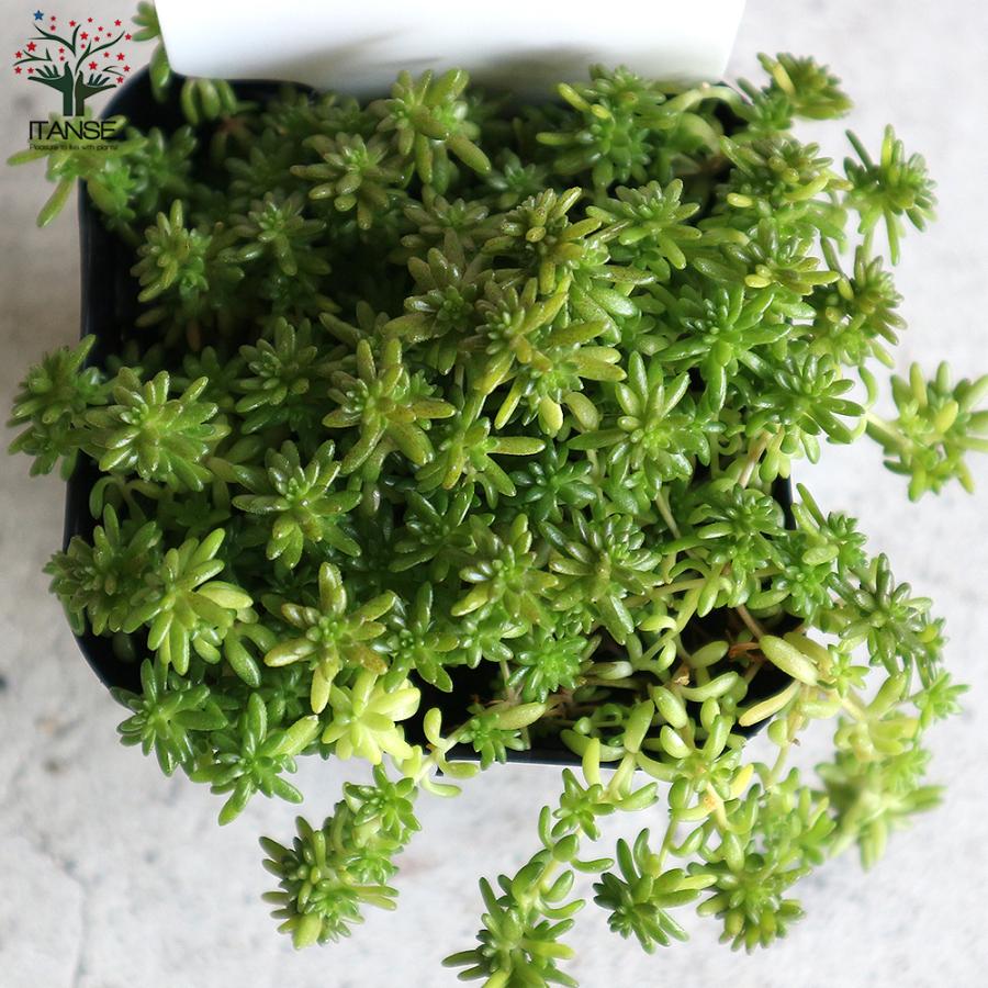 ITANSE セダム・モリムラマンネングサ 多肉植物 グランドカバー 3号