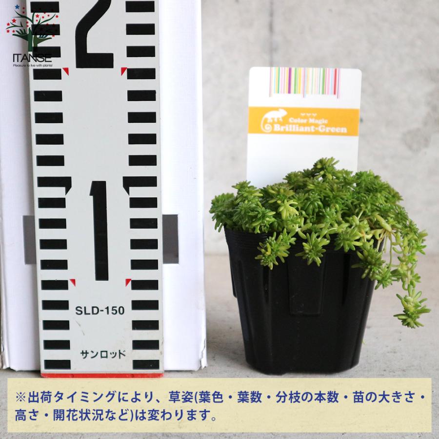 ITANSE セダム・モリムラマンネングサ 多肉植物 グランドカバー 3号