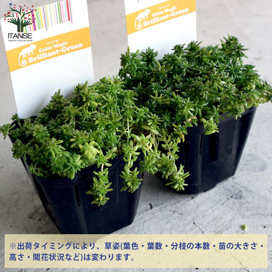 ITANSE セダム・モリムラマンネングサ 多肉植物 グランドカバー 3号