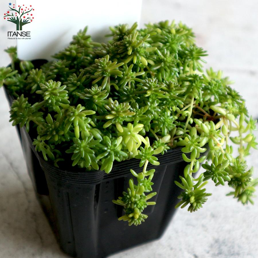 完売　　紅葉中！森で野生化超絶ワイルド【モリムラマンネングサ】セダム＊多肉植物 ITANSE セダム・モリムラマンネングサ 多肉植物 グランドカバー 3号