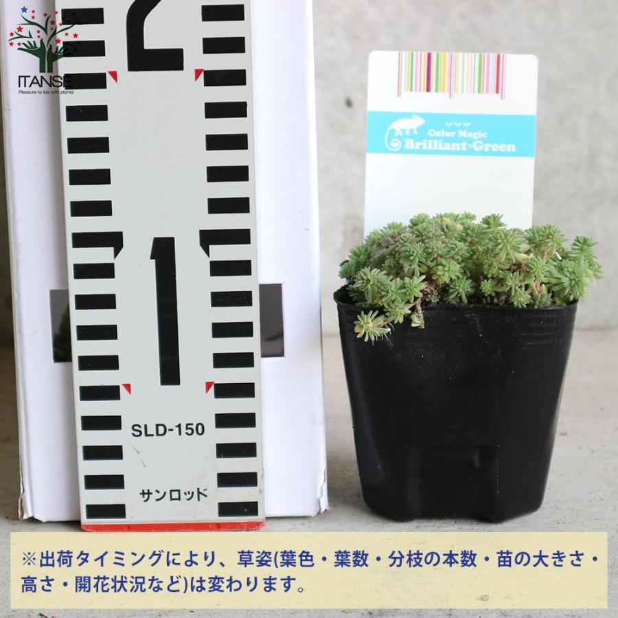 ITANSE セダム・斑入りパリダム 多肉植物 グランドカバー 3号ポット苗