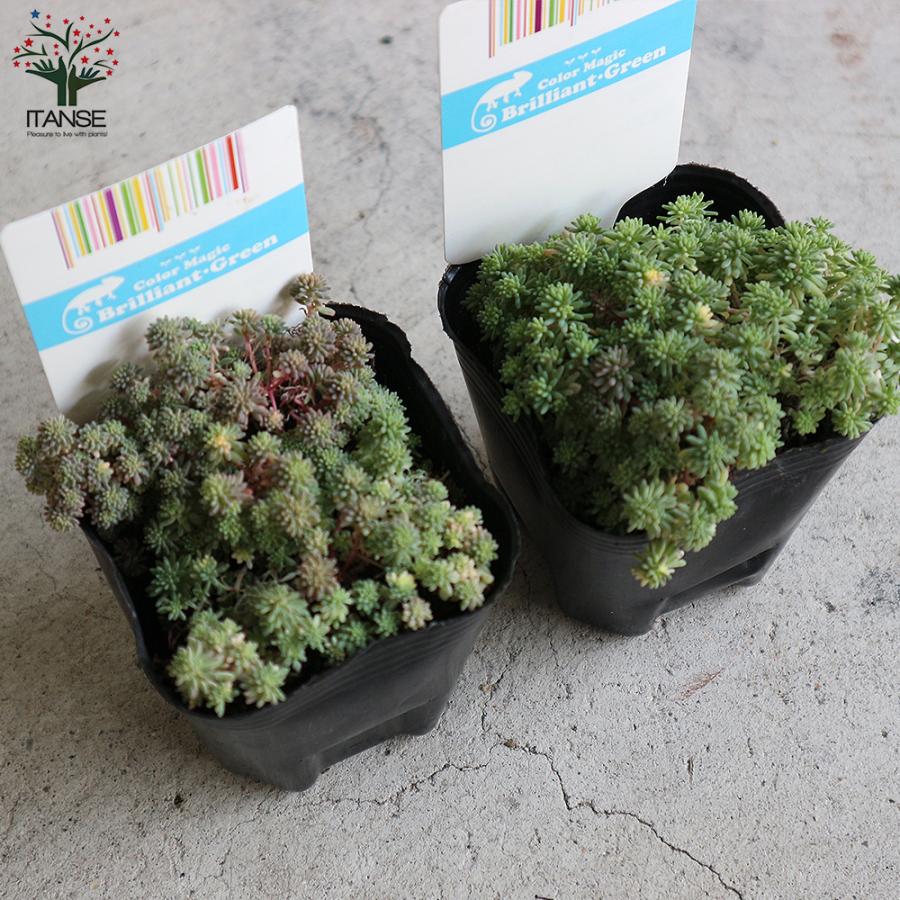 ITANSE セダム・斑入りパリダム 多肉植物 グランドカバー 3号ポット苗