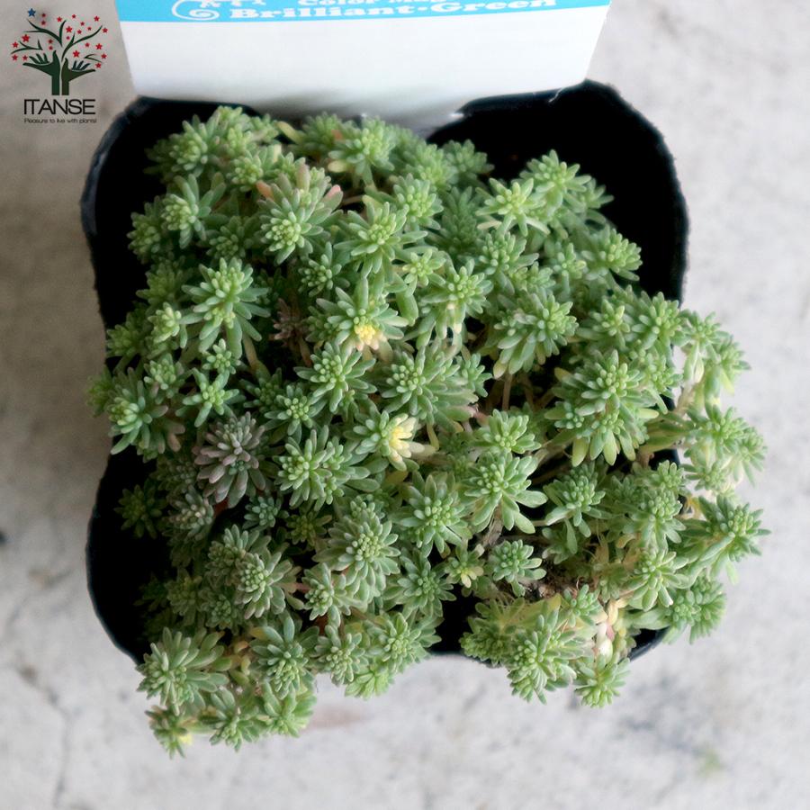ITANSE セダム・斑入りパリダム 多肉植物 グランドカバー 3号ポット苗