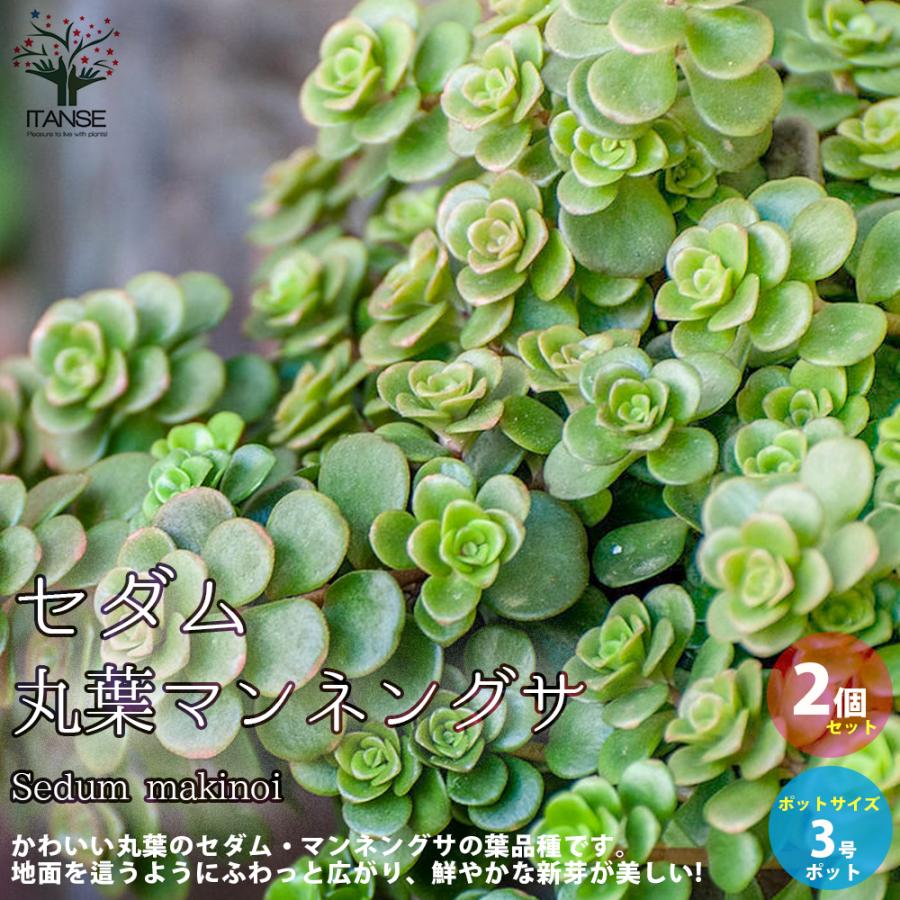 744円 海外 セダム 丸葉マンネングサ 花苗 多肉植物 グランドカバー苗 3号ポット苗 お買い得2個セット 送料無料