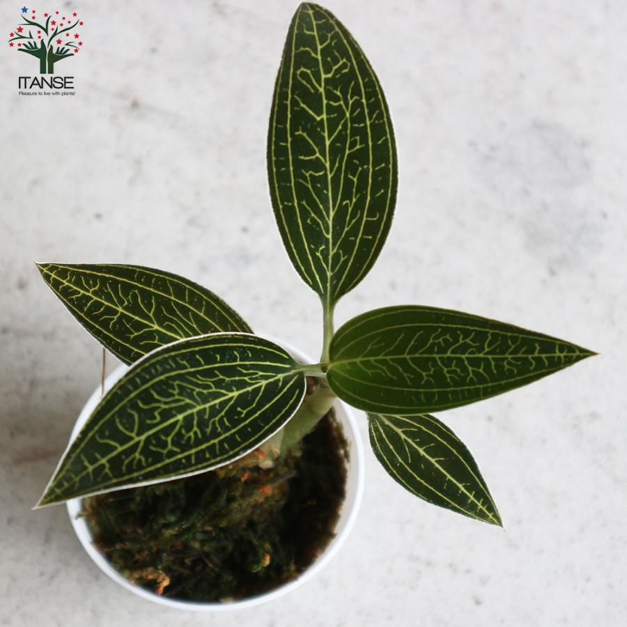 ITANSE ルディシア ディスカラー アルバ (ジュエルオーキッド) 花苗