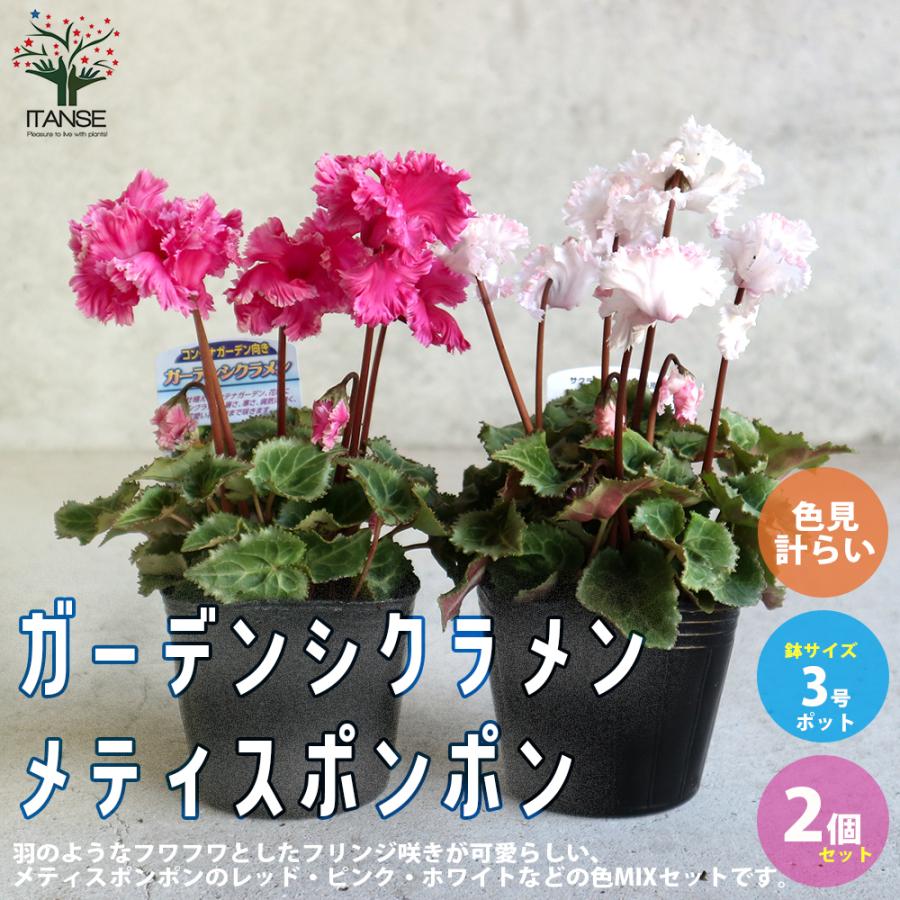 ガーデンシクラメン シャインレッド 苗 9cmポット 3号鉢 庭植え 寄せ植え 鉢植え 当店限定販売