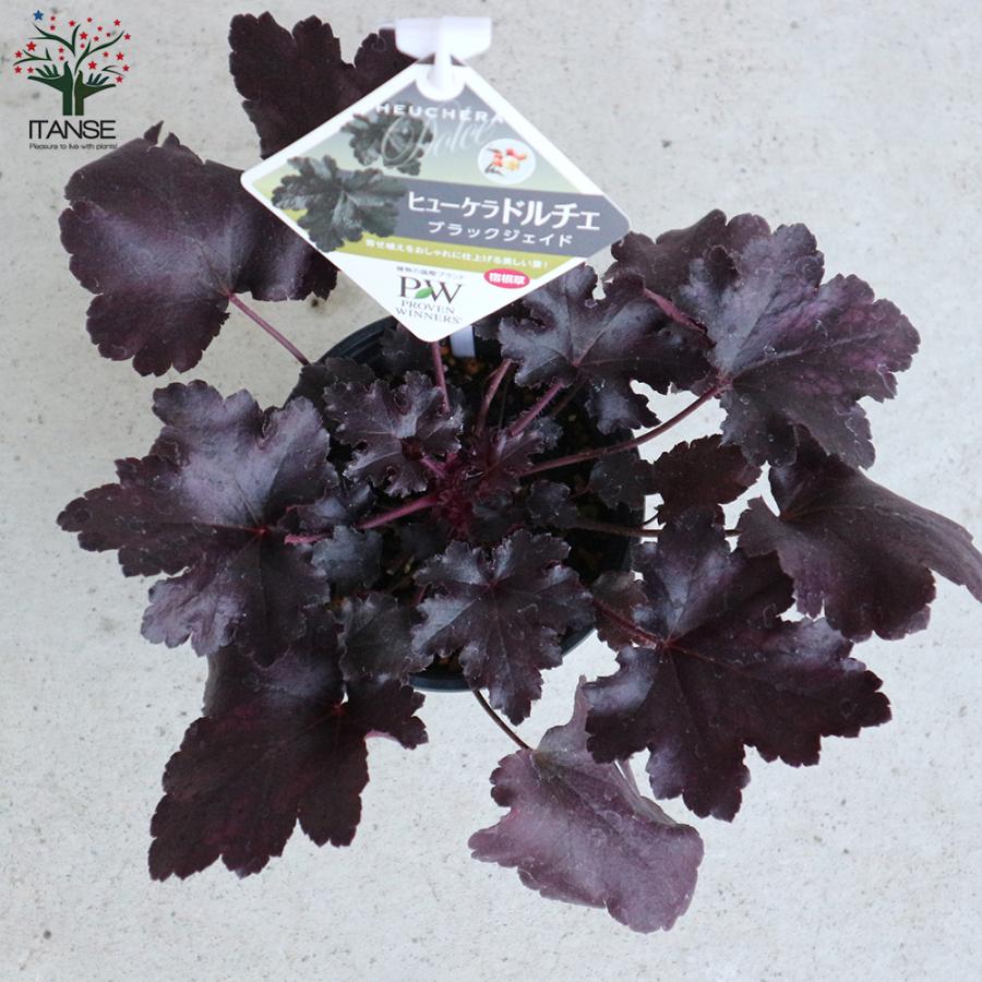 ITANSE ヒューケラ・ドルチェ ブラックジェイド 花苗 カラーリーフ