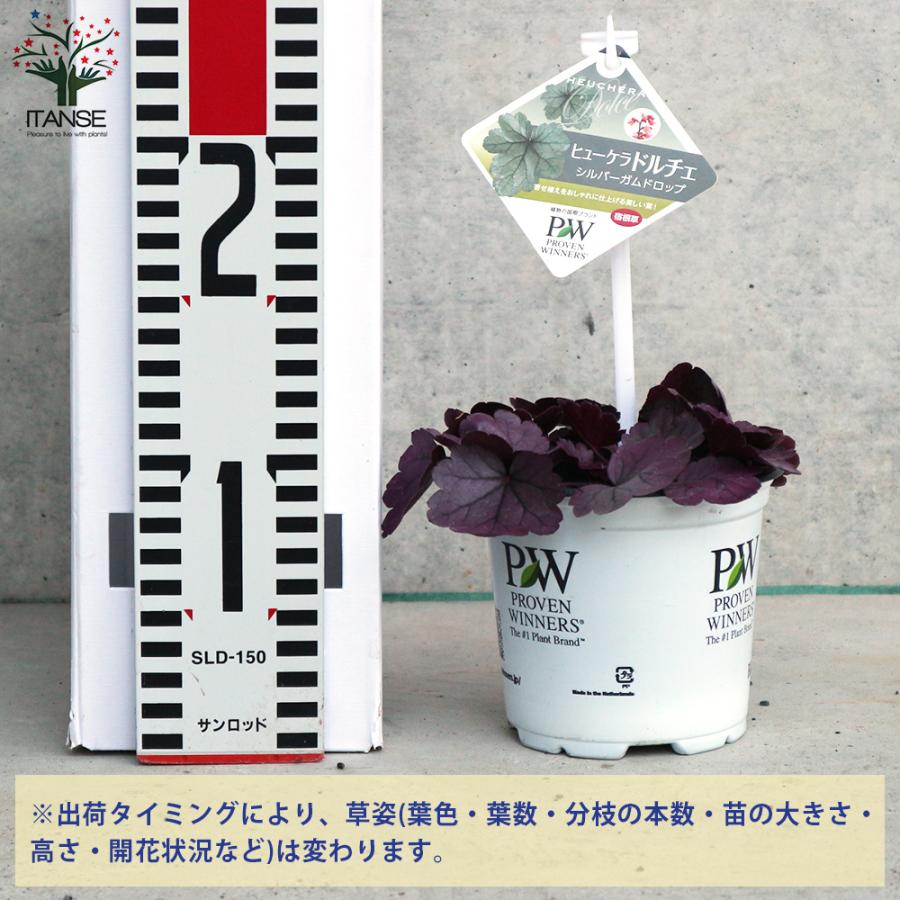 ITANSE ヒューケラ・ドルチェ シルバーガムドロップ 花苗 カラーリーフ