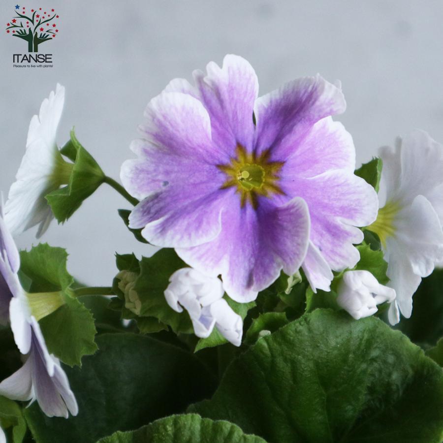 プリムラ オブコニカ リブレ 色ミックス見計らい 花苗 4号ポット お買い得12個セット 桜草 常盤桜 送料無料 Han 野菜苗 植物 青果物販売のitanse 通販 Yahoo ショッピング