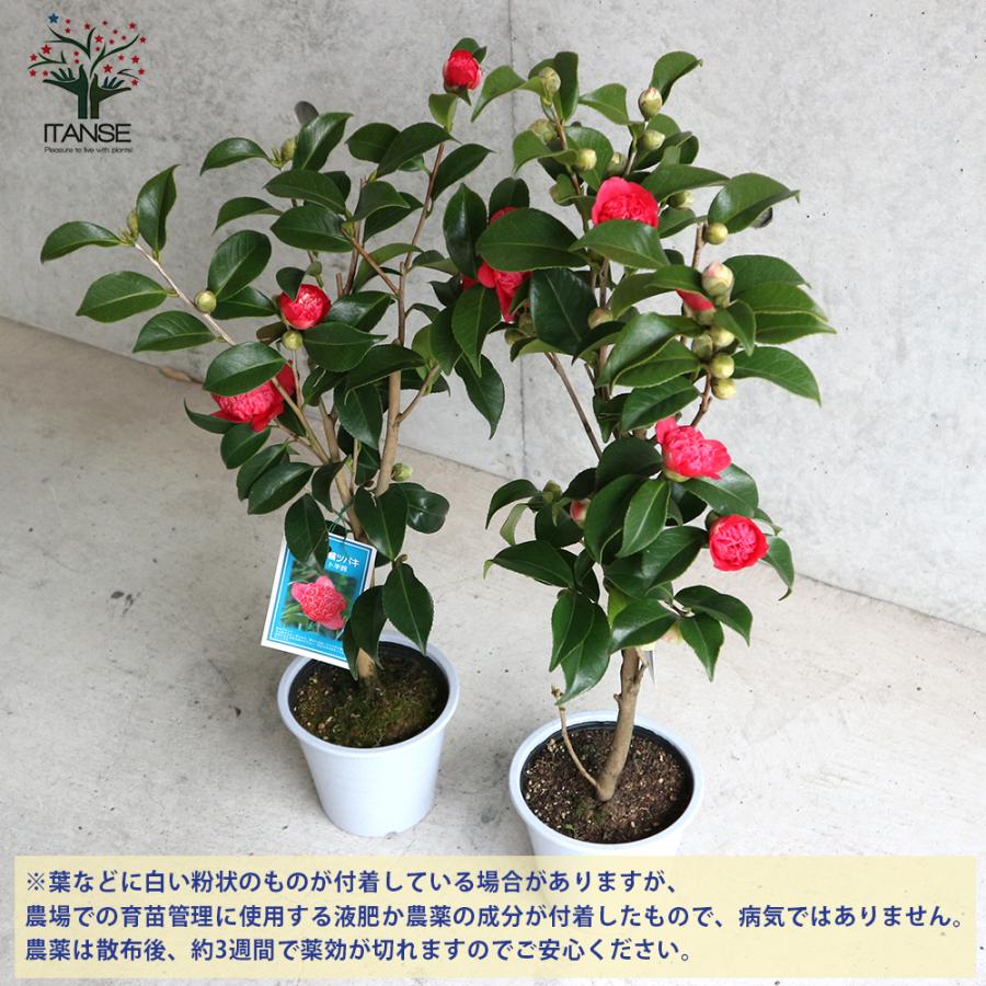 ITANSE 椿 卜半錦(ぼくはんにしき) 唐子咲き小輪椿 庭木 4.5号鉢 1個 