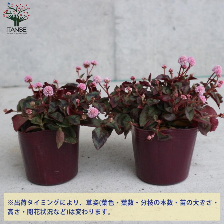 ITANSE ポリゴナム (ヒメツルソバ) 花苗 グランドカバー苗 3号ポット苗  
