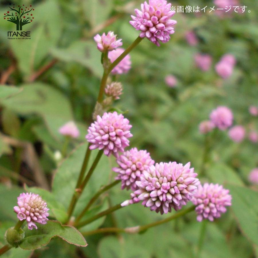 ITANSE ポリゴナム (ヒメツルソバ) 花苗 グランドカバー苗 3号ポット苗