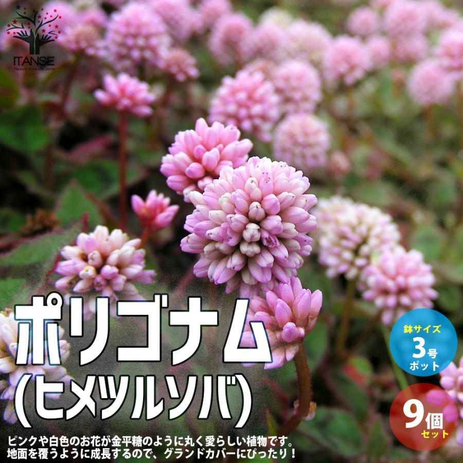 ポリゴナム ヒメツルソバ 花苗 グランドカバー苗 3号ポット苗 お買い得9個セット イングリッシュガーデン フラワーガーデン 送料無料 Han 野菜苗 植物 青果物販売のitanse 通販 Yahoo ショッピング